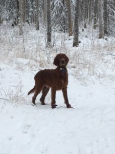 Kelley & Canterbury's Clyde playing in the Anchorage forest